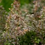 Berberis thunbergii