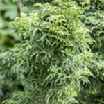 Acer palmatum 'Shishigashira'