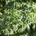 Acer palmatum 'Shishigashira'