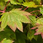 Acer japonicum 'Vitifolium'