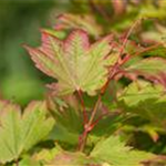 Acer japonicum 'Vitifolium'