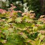 Acer japonicum 'Vitifolium'