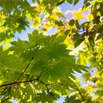 Acer japonicum 'Vitifolium'