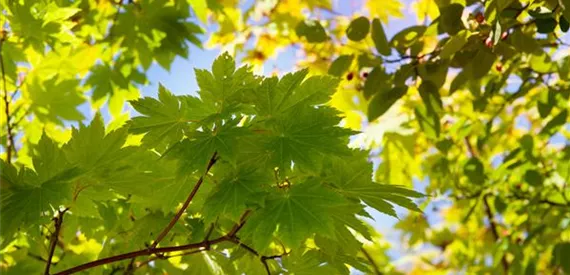 Acer japonicum (GS409521.jpg)