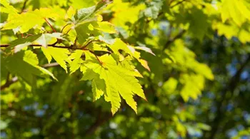 Acer japonicum 'Vitifolium' (GS409522.jpg)