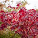 Acer japonicum 'Vitifolium'