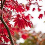 Acer japonicum 'Vitifolium'