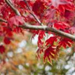 Acer japonicum 'Vitifolium'