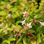 Abelia grandiflora