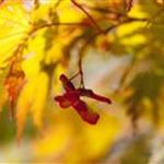 Acer palmatum 'Ariadne'