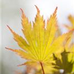 Acer palmatum 'Ariadne'