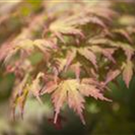 Acer palmatum 'Ariadne'