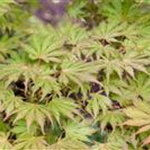 Acer palmatum 'Ariadne'