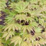 Acer palmatum 'Ariadne'