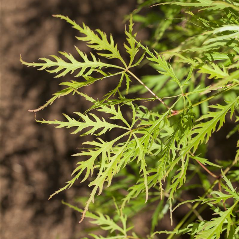 Acer palmatum 'Dissectum Viridis'