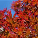 Acer palmatum 'Trompenburg'