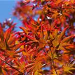 Acer palmatum 'Trompenburg'