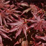 Acer palmatum 'Trompenburg'