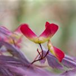 Acer palmatum 'Trompenburg'