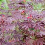 Acer palmatum 'Trompenburg'