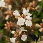 Abelia grandiflora