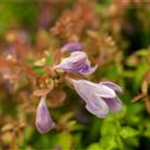 Abelia grandiflora