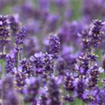 Lavandula angustifolia 'Hidcote Blue'