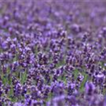 Lavandula angustifolia 'Hidcote Blue'