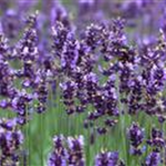 Lavandula angustifolia 'Hidcote Blue'