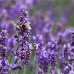 Lavandula angustifolia 'Hidcote Blue'