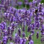 Lavandula angustifolia 'Hidcote Blue'