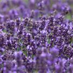 Lavandula angustifolia 'Hidcote Blue'