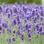 Lavandula angustifolia 'Hidcote Blue'