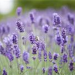 Lavandula angustifolia 'Hidcote Blue'