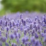 Lavandula angustifolia 'Hidcote Blue'