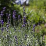 Lavandula angustifolia 'Hidcote Blue'