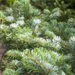 Abies amabilis 'Spreading Star'