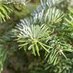 Abies amabilis 'Spreading Star'